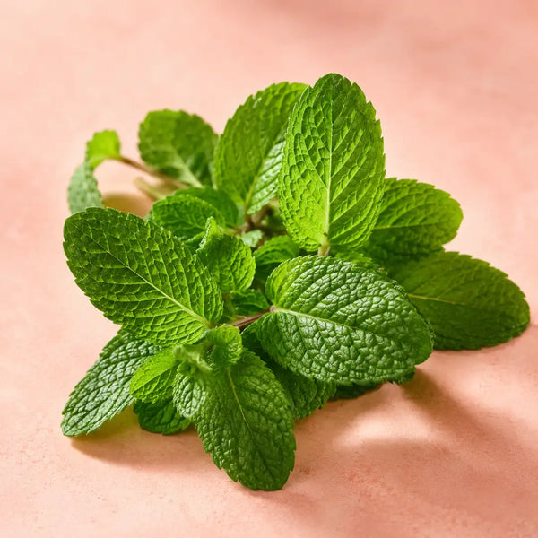 Menta (Peppermint)